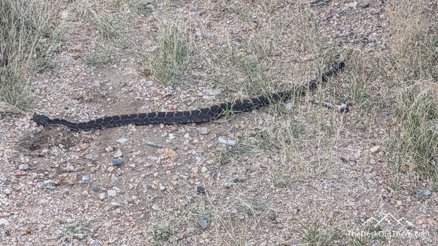 Snake resting in the grass beside the campsite