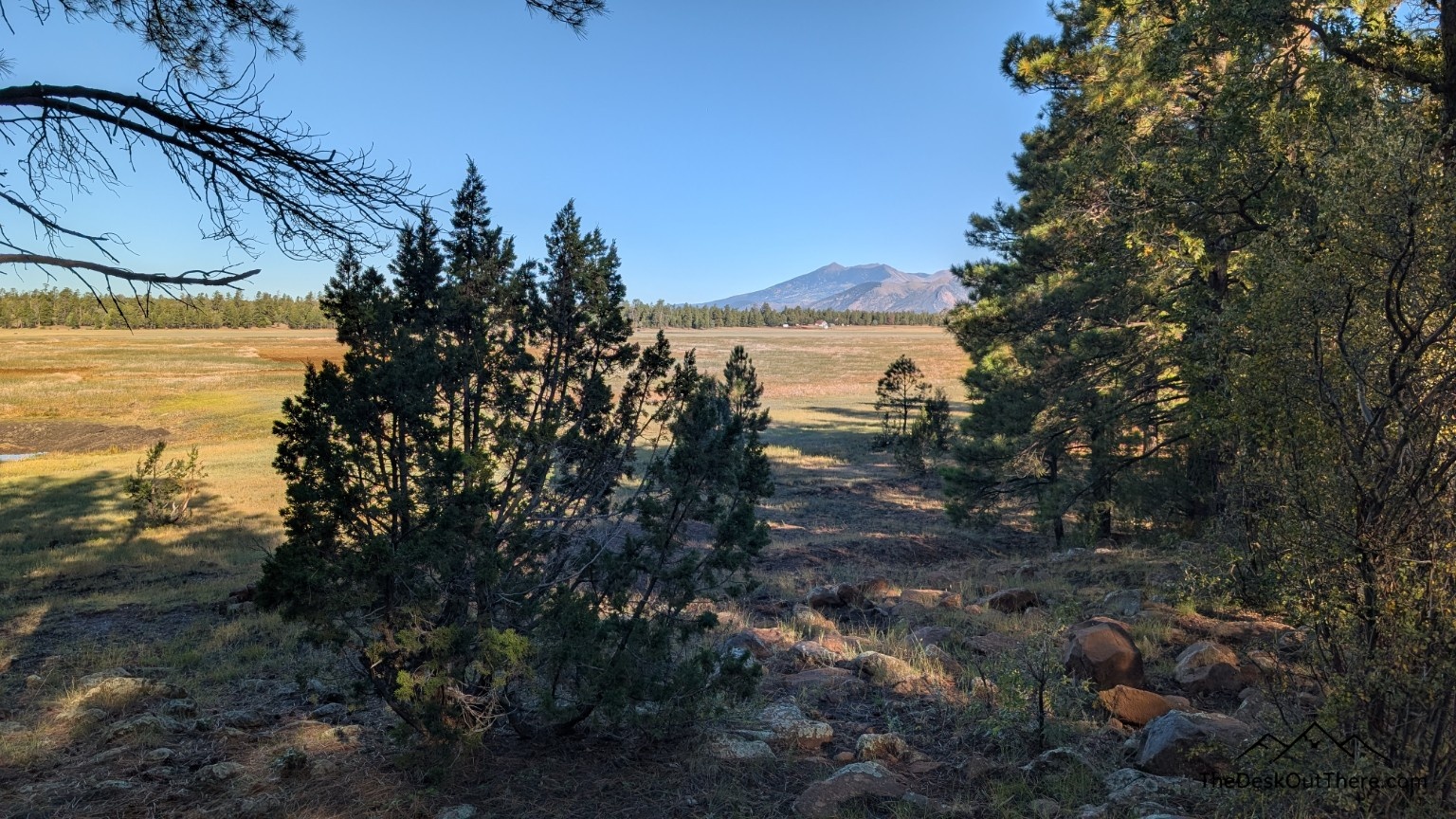 Pine trees frame a meadow and distant mountains.